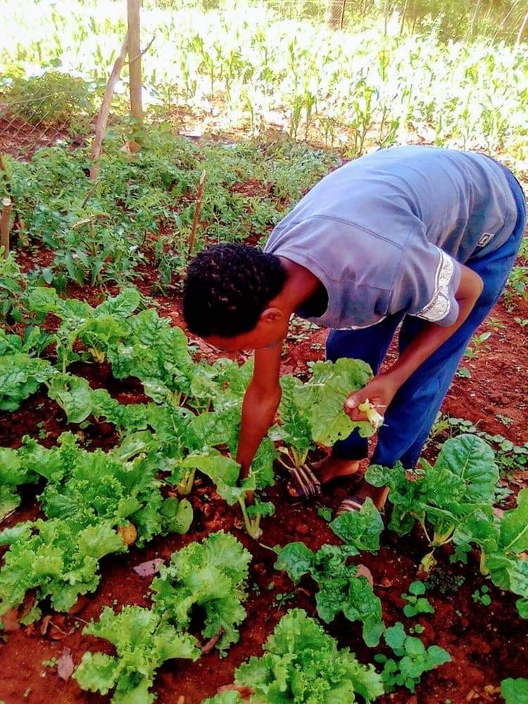 A subsistence garden in eSwatini
